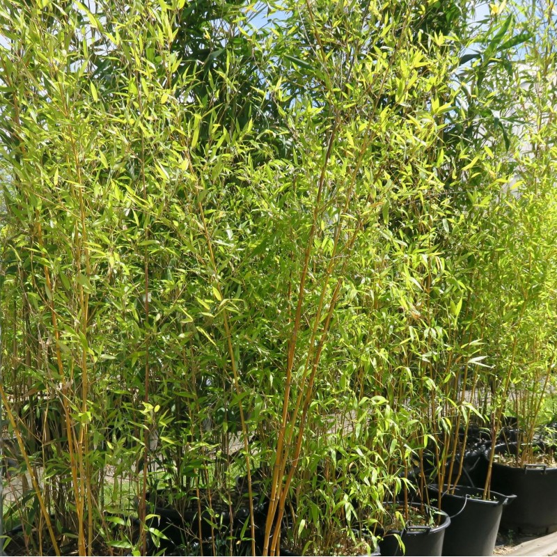 bambou phyllostachys aurea