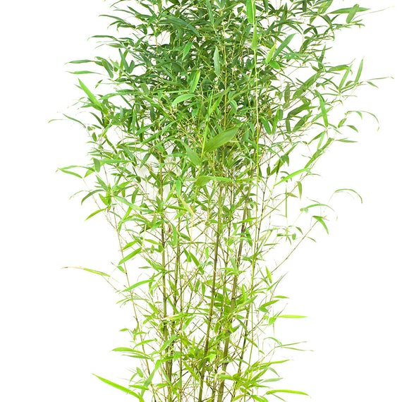 bambou phyllostachys bissettii