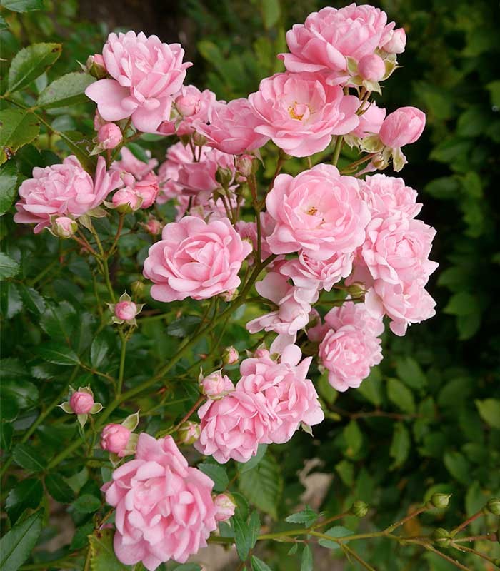 rosa polyantha 1